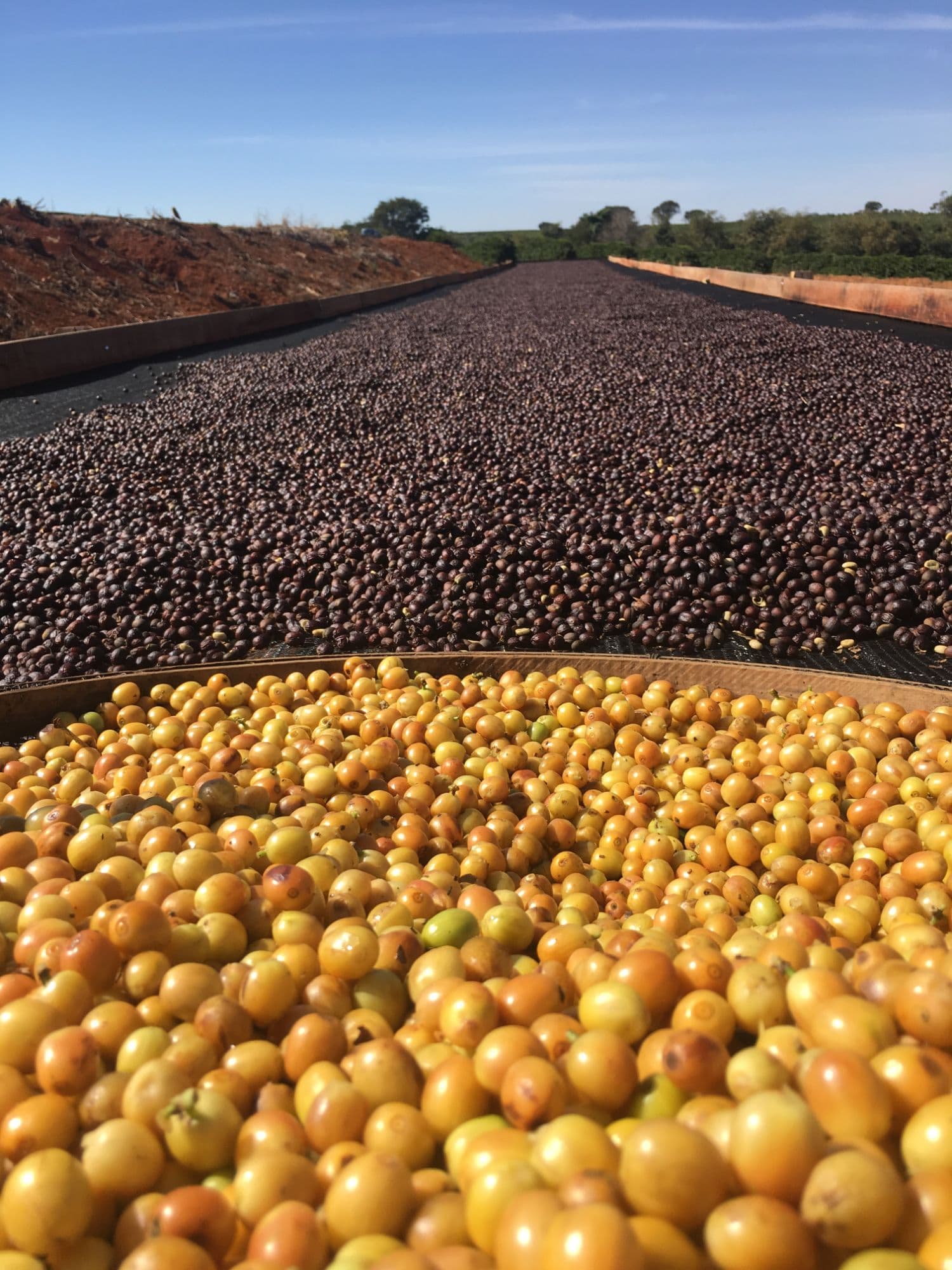 Café secando em terreiro suspenso, com uma peneira de cerejas amarelas em primeiro plano