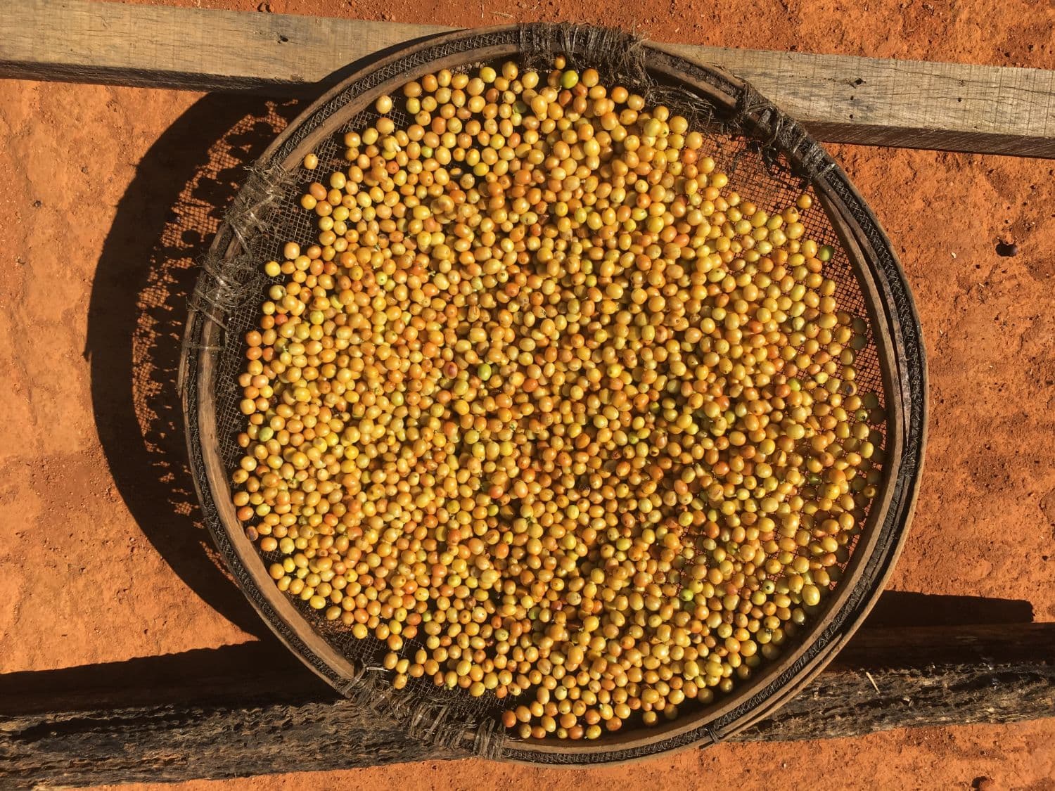 Peneira com cerejas de café amarelo secando ao sol